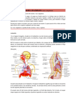 Aparato Circulatorio Vasos Sanguíneos