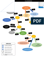 Flujograma 1era
