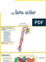 Arterias de Mimbro Superior