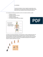 Anatomía de La Columna Vertebral