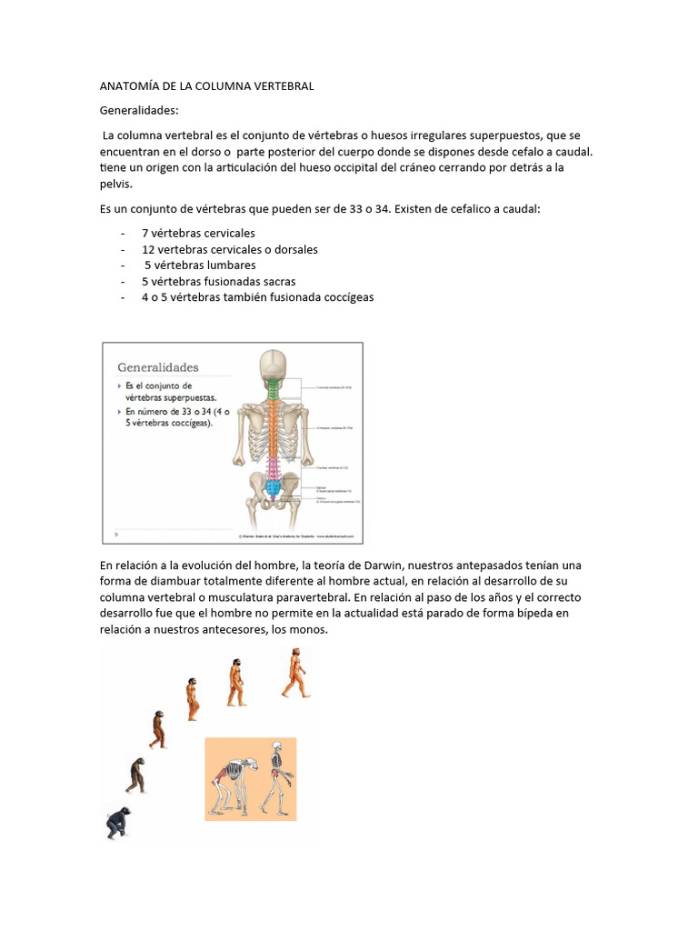 Anatomía y Curvaturas de la Columna Vertebral | PDF | La columna ...