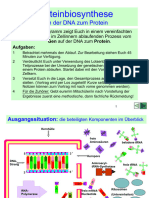 Proteinbiosynthese 2007-04-19