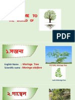 Tree Presentation