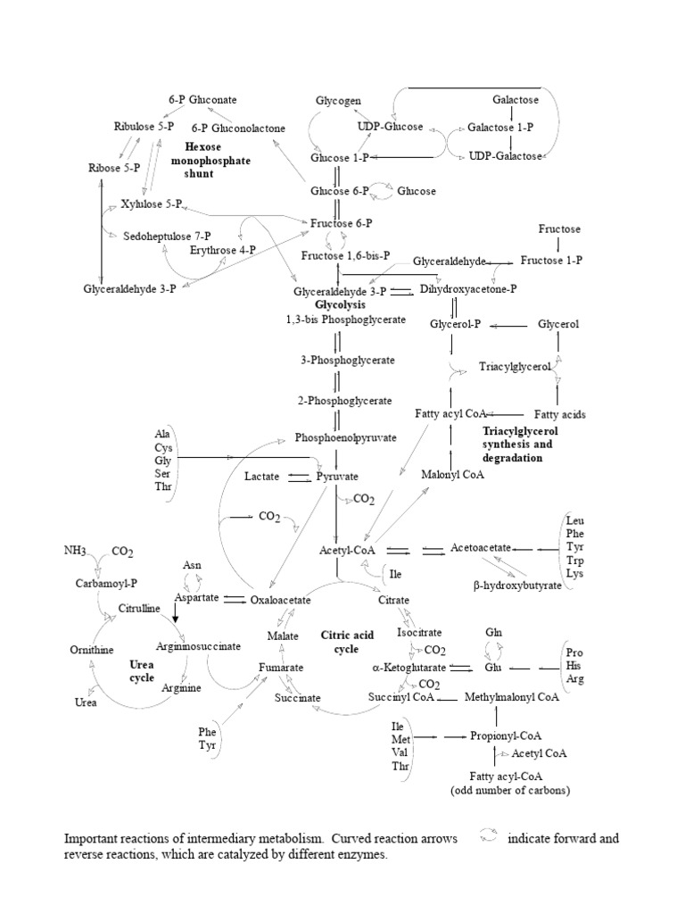 METABOLICPATHWAYS PDF Molecular Biophysics Hydrogen Compounds