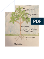 Plant Structure ST Example