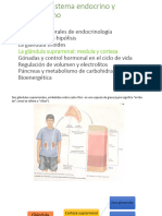 Unidad II.4 Sistema Endocrino