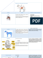 Órganos Del Sistema Digestivo Del Equino