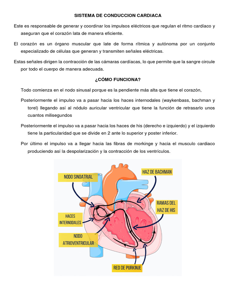 Sistema De Conduccion Cardiaca Pdf