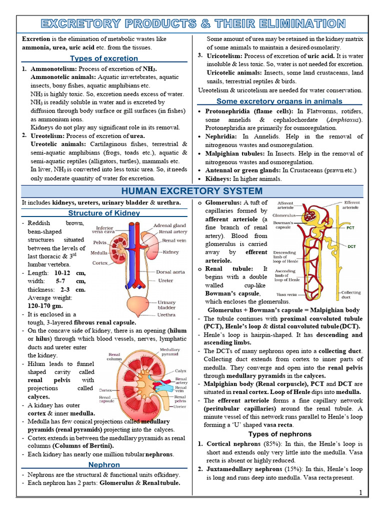 Types and Mechanisms of Excretion | PDF | Kidney | Angiotensin