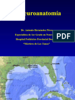 01 Neuroanatomia