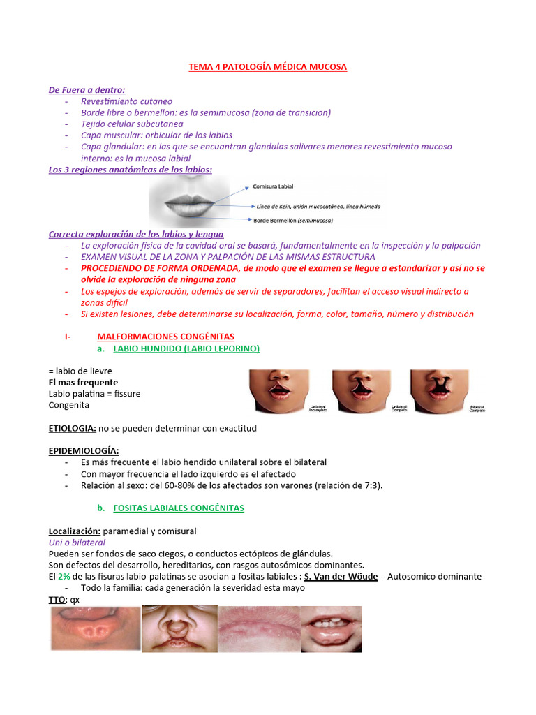 4 - Labios | PDF | Medicina CLINICA | Especialidades Medicas