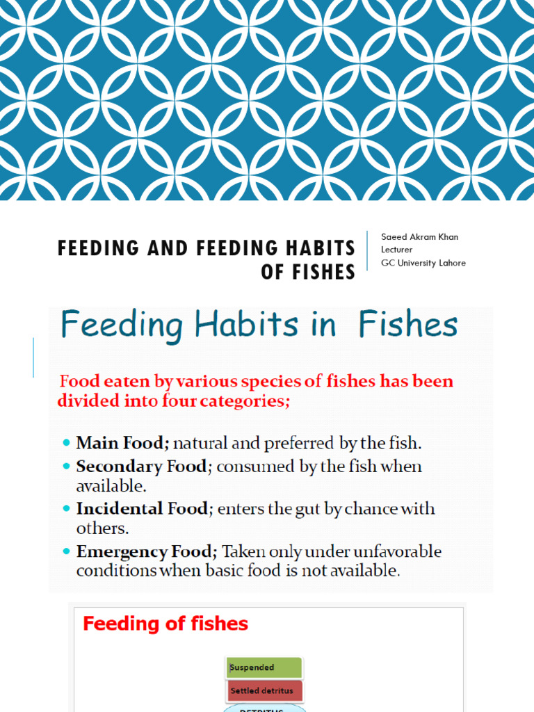 Thumbnail for Saltwater Fish Feeding Habits For Beginners