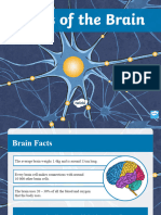 t2 S 1398 Ks2 Parts of The Brain Powerpoint Ver 4