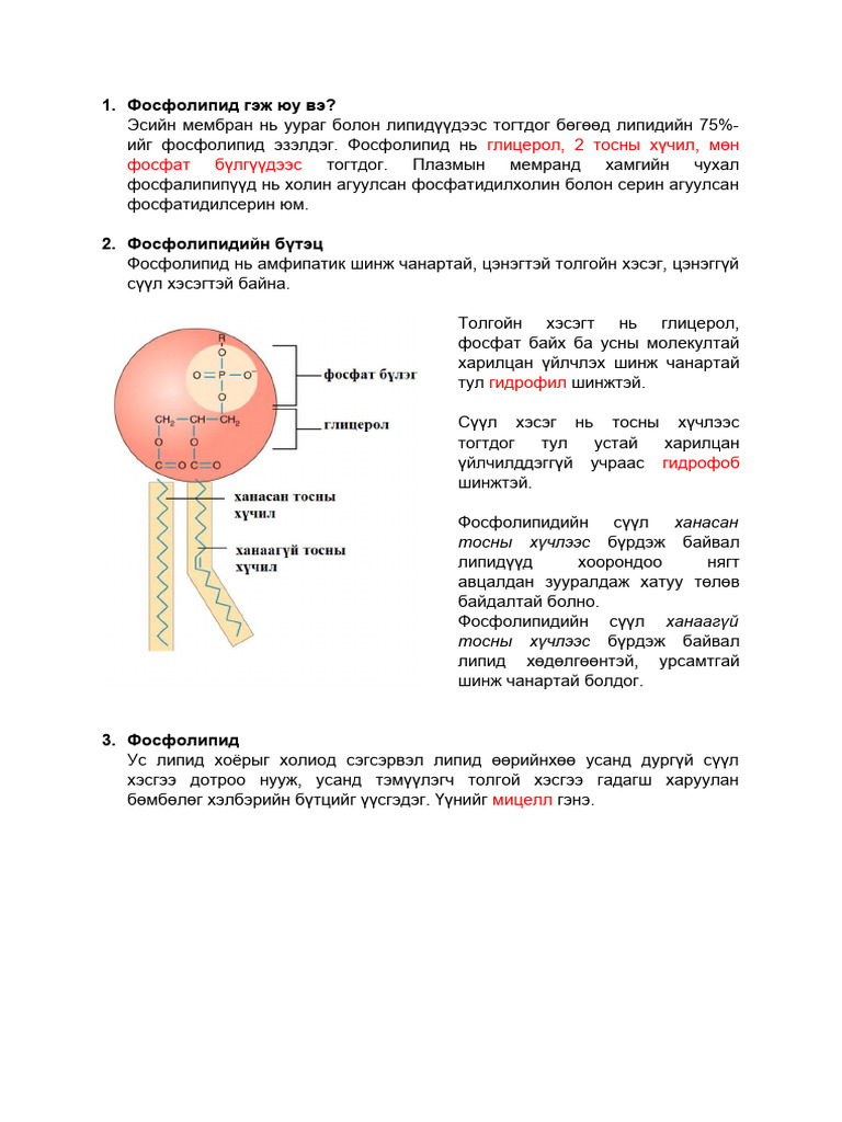 Фосфолипид | PDF