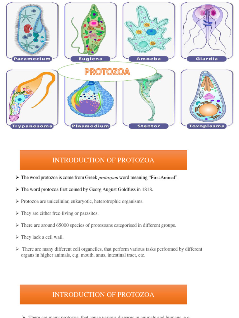 Protozoa 1 | Download Free PDF | Protozoa | Malaria