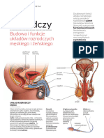 Układ Rozrodczy: Budowa I Funkcje Układów Rozrodczych Męskiego I Żeńskiego