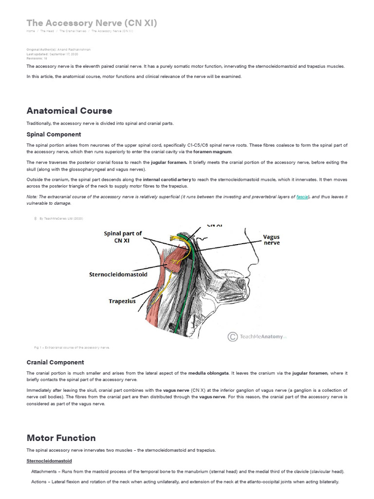 The Accessory Nerve CN XI Course Motor TeachMeAnatomy PDF Neck