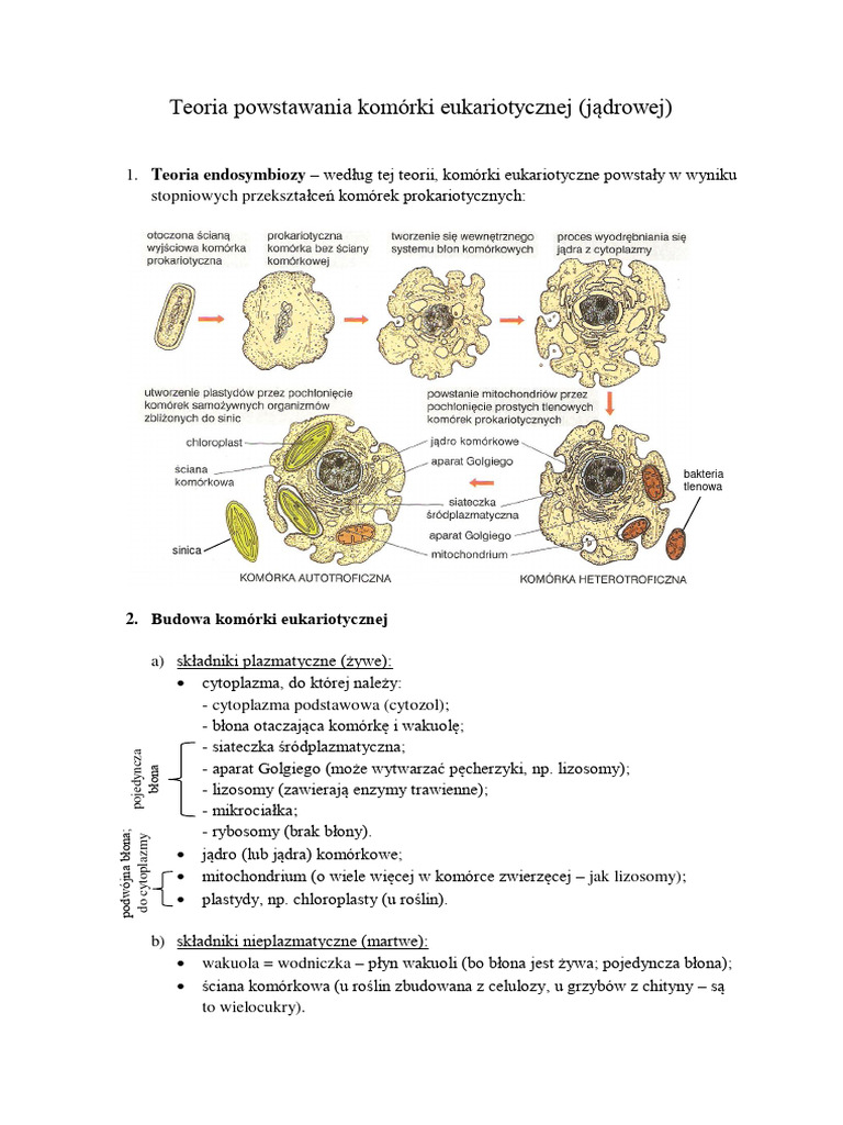 teoria-powstawania-kom-rki-eukariotycznej-j-drowej-pdf