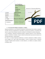 Taxonomía Stigonema PDF Def