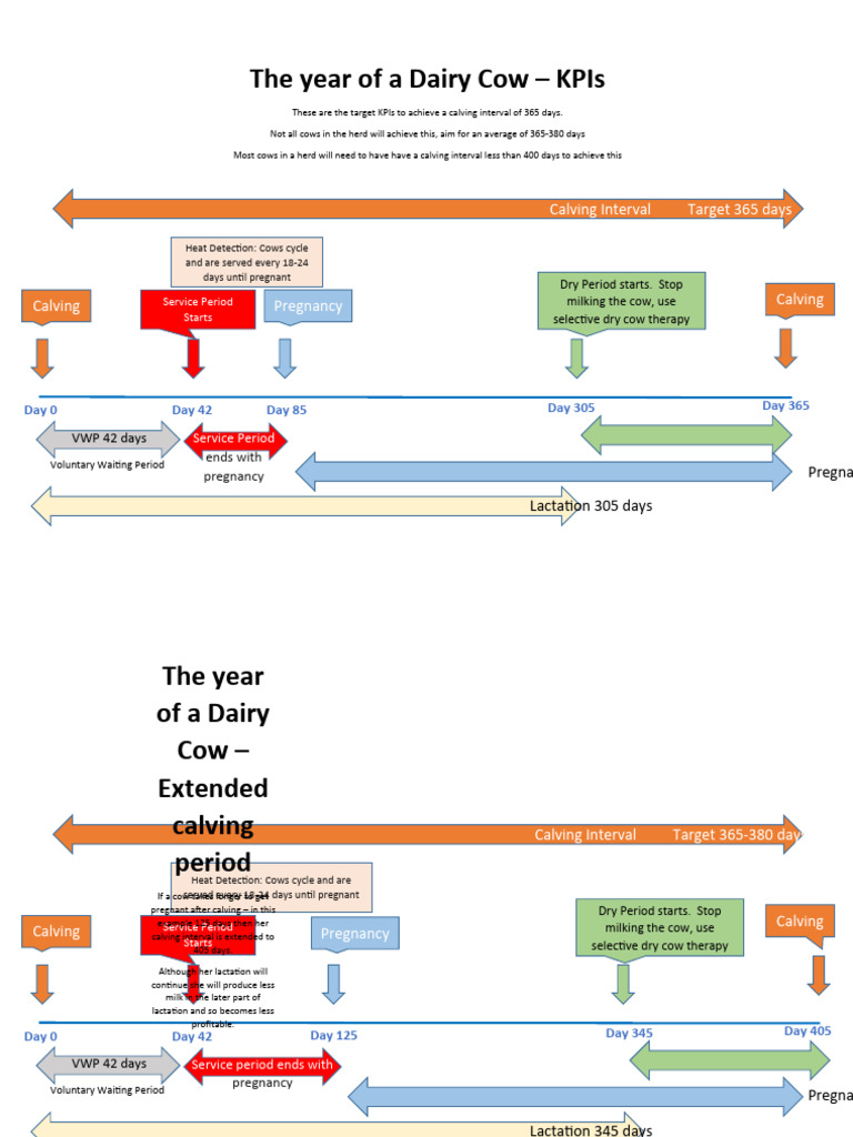 Dairy Cow Annual Cycle Kpis Pdf Dairy Cattle Food Industry