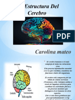 Diapositiva La Estructura Del Cerebro