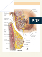 Compilation of Netters Illustrations Moores Tables and Snell