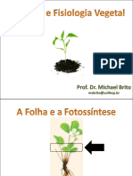 Aula 7 - Folha e Fotossíntese 1 Parte 2022