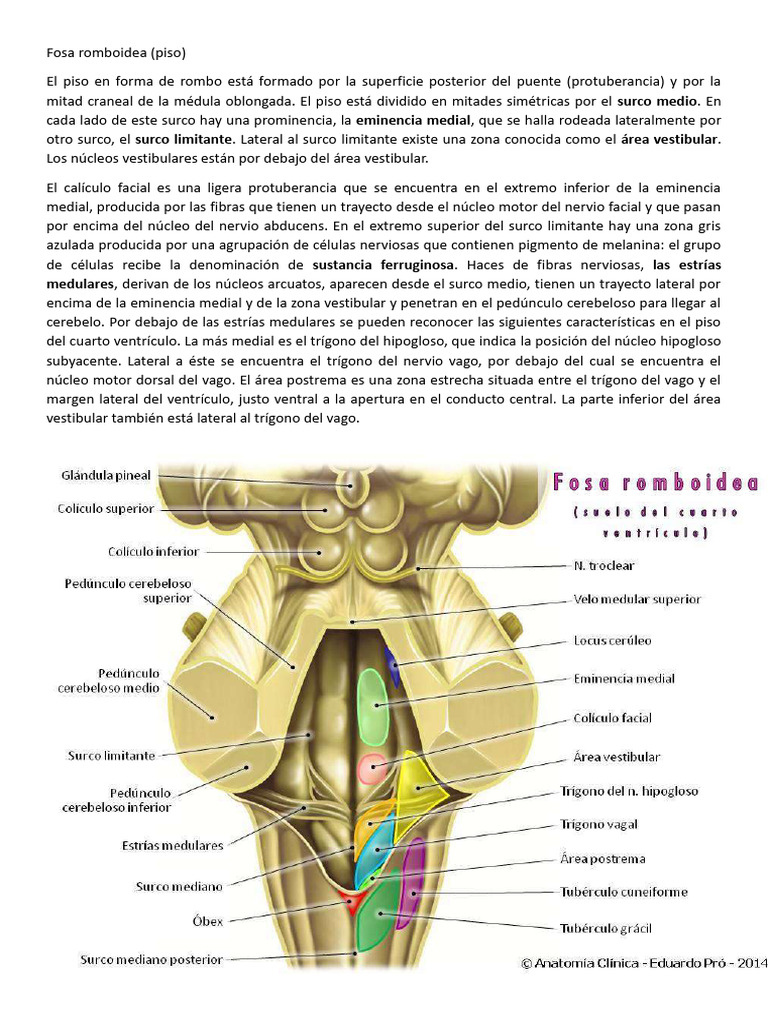 Anatomía de la Fosa Romboidea | PDF | Estudios de idiomas extranjeros ...