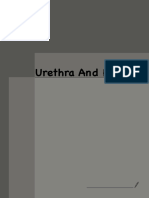 Urethra and Penis