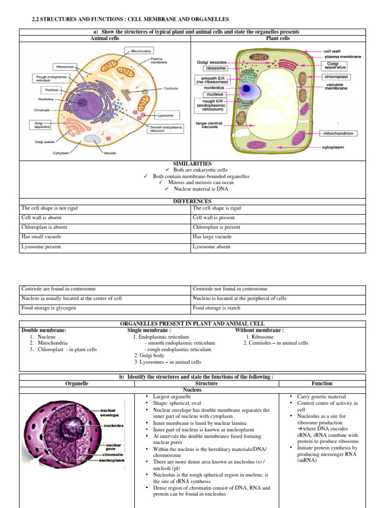2.2 Tructures and Functions: Cell Membrane and Organelles | PDF | Cell ...