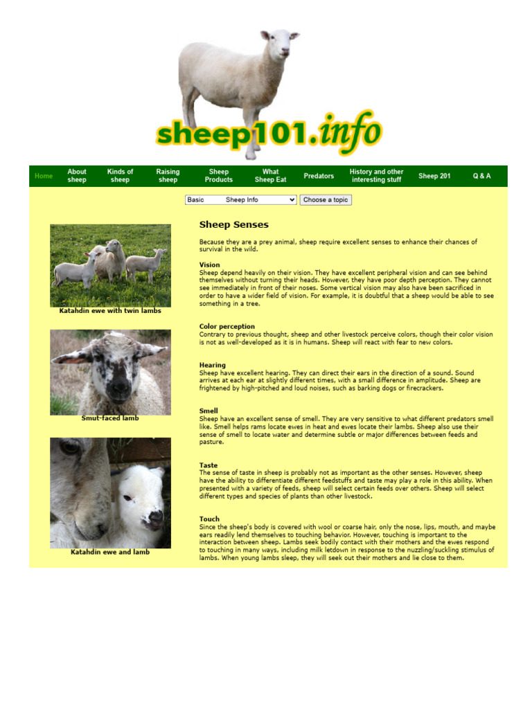 Understanding Sheep Senses | PDF | Sheep | Senses