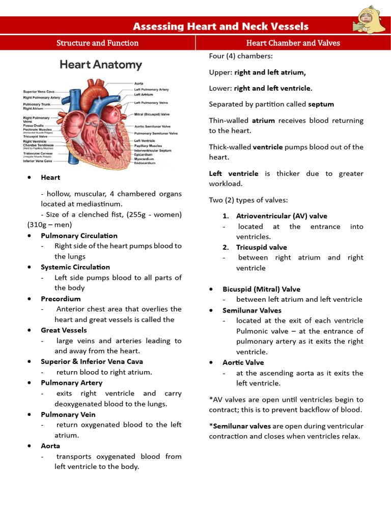 Transes Heart And Neck Vessels Pdf Heart Valve Heart