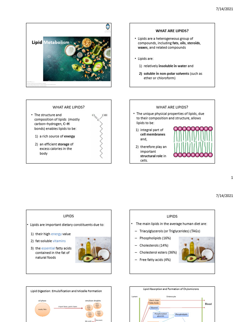 Understanding Lipid Metabolism Basics | PDF | Lipid | Fatty Acid