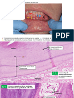 4. Histologia do periodonto