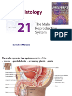 CH 21 The Male Reproductive System