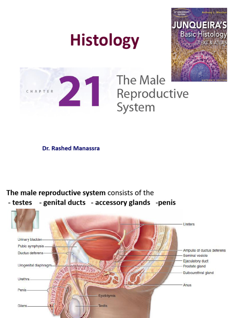 Ch 21 the Male Reproductive System PDFMedical Specialties