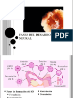 Fases Del Desarrollo Neural (Autoguardado)