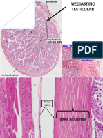 Kami Export - HISTOLOGIA DE TESTICULO, VIAS ESPERMATICAS, GLANDULAS ACCESORIAS, PENE 2022 A