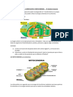 Biología 2 Do Clase 11 CLOROPLASTOS Y MITOCONDRIAS PF