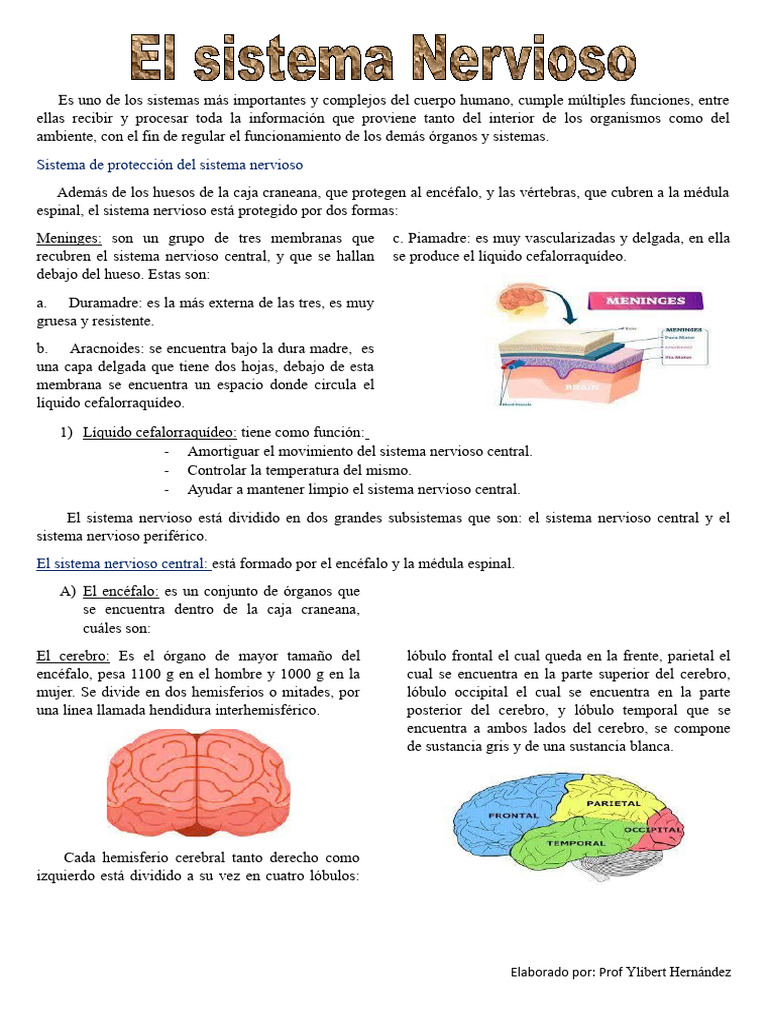 Funciones y Estructura del Sistema Nervioso | PDF | Cerebro | Sistema ...