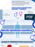 Diapositivas de Morfologia