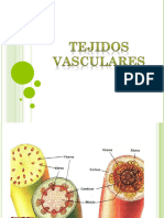 Tejidos - Vasculares y Secretores