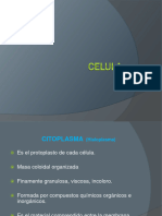 CELULA Citoplasma
