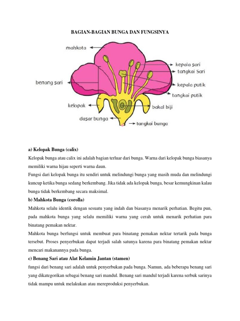 Bagian dan Fungsi Bunga | PDF | Pengembangan Diri | Sains & Matematika