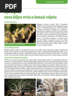 Download BONSAI Carpinus orientalis  bjelograb by AnimaBonsai SN69144949 doc pdf