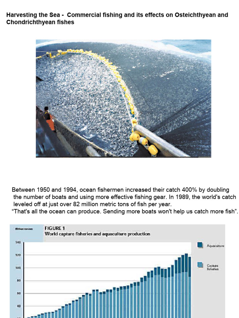Impact of Commercial Fishing on Fish Species | PDF | Science & Mathematics