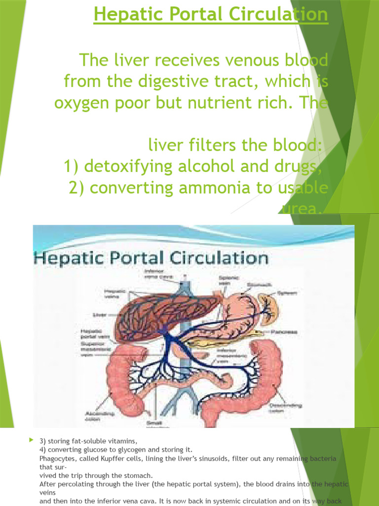 Hepatic and Fetal Circulation Guide | PDF | Wellness | Science ...