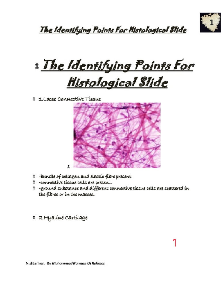 Histology Slides | PDF