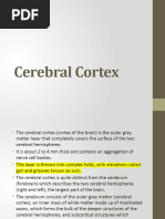 Cerebral Cortex (1) (Autosaved)