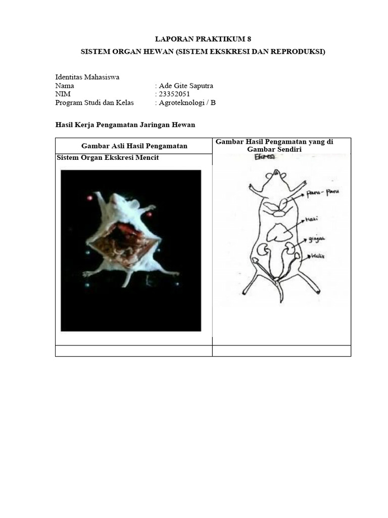 Erik va Edik qizlarni jinsiy aloqa videolari uchun aldashmoqda